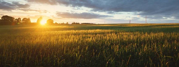 Зелені Сільськогосподарські Поля Захід Сонця Яке Золоте Сонце Німеччина Панорамний — стокове фото