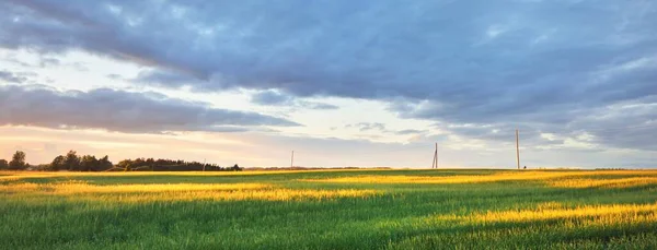 Зеленое Сельскохозяйственное Поле Закат Мягкий Золотой Солнечный Свет Германия Панорамный — стоковое фото