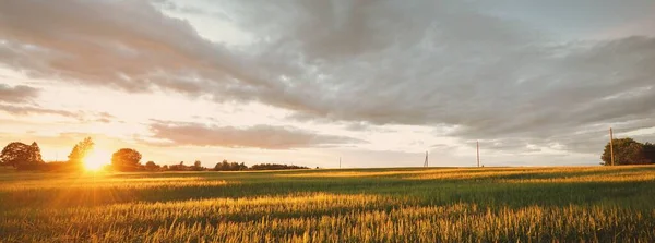 Zöld Mezőgazdasági Terület Naplemente Lágy Arany Napfény Németországba Panorámás Kilátás — Stock Fotó