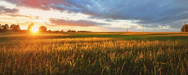 Зелені Сільськогосподарські Поля Захід Сонця Яке Золоте Сонце Німеччина Панорамний — стокове фото