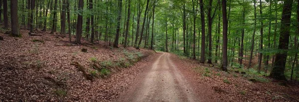 Camino Rural Sendero Través Las Colinas Bosque Hayas Oscuras Árboles —  Fotos de Stock