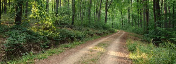 Route Rurale Sentier Travers Les Collines Forêt Hêtres Sombres Des — Photo