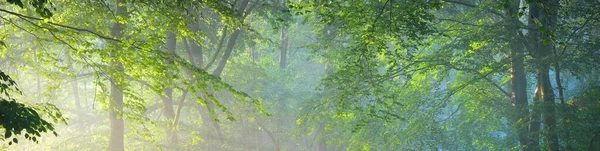 Panoramatický Pohled Majestátní Zelený Opadavý Borový Les Ranní Mlze Siluety — Stock fotografie