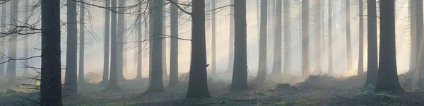 Panoramisch Uitzicht Het Majestueuze Altijdgroene Bos Een Ochtendmist Machtige Dennenbomen — Stockfoto