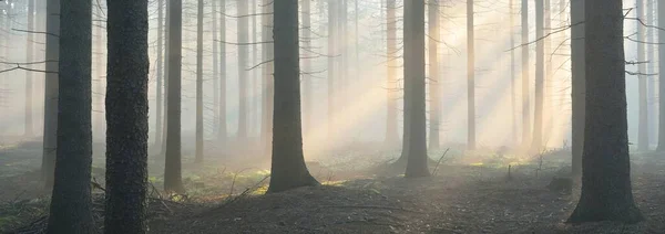 朝の霧の中で雄大な常緑樹林のパノラマビュー 強大な松の木のシルエット 大気の夢のような夏の風景 太陽光線 神秘的な光 ファンタジー おとぎ話 — ストック写真