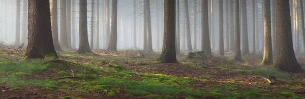 Panorámás Kilátás Nyílik Fenséges Örökzöld Erdőben Egy Reggeli Köd Hatalmas — Stock Fotó