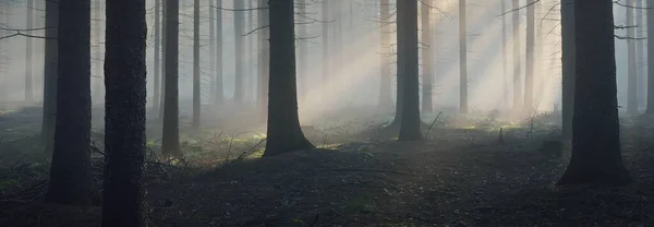 Vista Panoramica Della Maestosa Foresta Sempreverde Una Nebbia Mattutina Possenti — Foto Stock