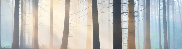 Panoramautsikt Över Den Majestätiska Vintergröna Skogen Morgondimma Mäktiga Tallsilhuetter Atmosfäriskt — Stockfoto