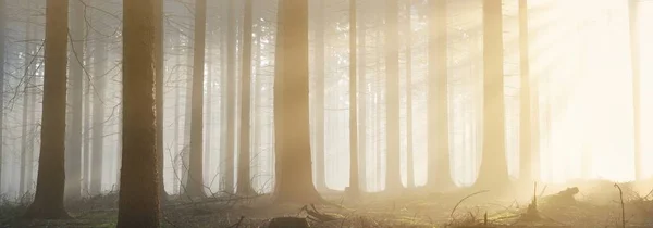 晨雾中雄伟的常绿森林的全景 巨大的松树轮廓 大气梦幻般的夏季风景 太阳光 神秘的光 童话故事 — 图库照片