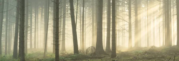 Панорамний Вид Величний Вічнозелений Ліс Ранковому Тумані Силуети Соснового Дерева — стокове фото