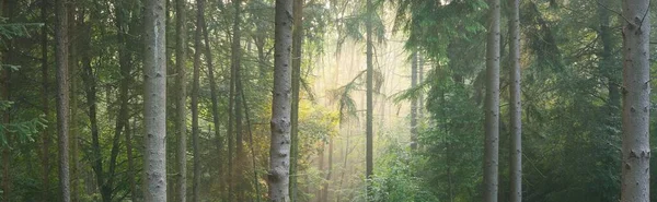 Panoramautsikt Över Den Majestätiska Vintergröna Skogen Morgondimma Mäktiga Tallsilhuetter Atmosfäriskt — Stockfoto