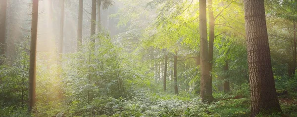 Vista Panorámica Majestuoso Verde Caducifolio Bosque Pinos Una Niebla Matutina —  Fotos de Stock