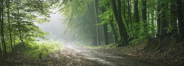 Caminho Uma Floresta Majestosa Túnel Natural Fortes Silhuetas Árvores Nevoeiro — Fotografia de Stock