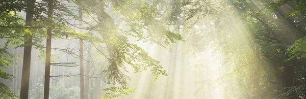 Vista Panorámica Majestuoso Verde Caducifolio Bosque Pinos Una Niebla Matutina —  Fotos de Stock