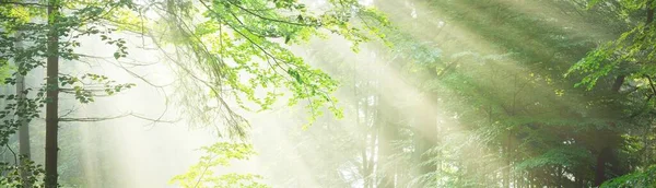 Panoramic View Majestic Green Deciduous Pine Forest Morning Fog Tree — Stock Photo, Image
