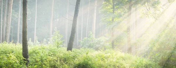 雄大な緑の落葉や朝の霧の中で松林のパノラマビュー 木のシルエット 太陽光線 純粋な日光 大気の夢のような夏の風景 生態学 ファンタジー おとぎ話 — ストック写真