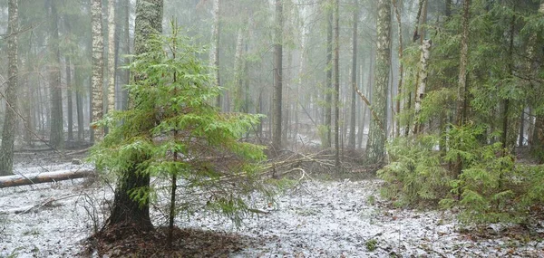 Junge Grüntannen Immergrüne Kiefern Und Moosbewachsene Birken Weißen Nebel Erster — Stockfoto
