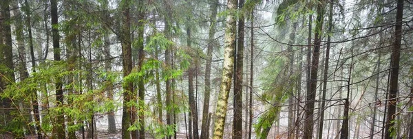 白い霧の中で若い緑のモミ 常緑の松や白樺の木 森の中で最初の雪 フィンランド 大気の風景 気候変動 環境保全 — ストック写真