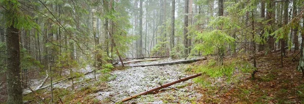 Jonge Groene Dennen Mossige Berkenbomen Een Witte Mist Eerste Sneeuw — Stockfoto