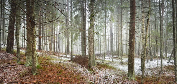 Evergreen Pine Mossy Birch Trees White Mist First Snow Forest — Stock Photo, Image
