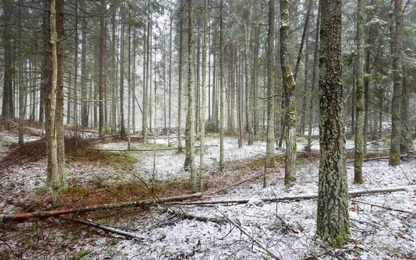 Evergreen çam ve yosunlu huş ağaçları beyaz bir siste. Ormandaki ilk kar, altın yapraklar, Finlandiya. Ağaç kütükleri yakın plan. Atmosferik manzara. Mevsimler, iklim değişikliği, çevre koruma