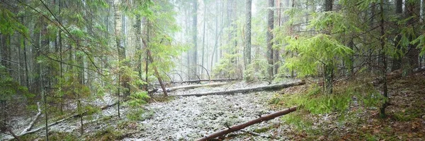 Genç yeşil köknar, her zaman yeşil çam ve huş ağaçları beyaz bir sis içinde. Finlandiya 'daki ilk kar ormanı. Atmosferik manzara. Mevsimler, iklim değişikliği, çevre koruma