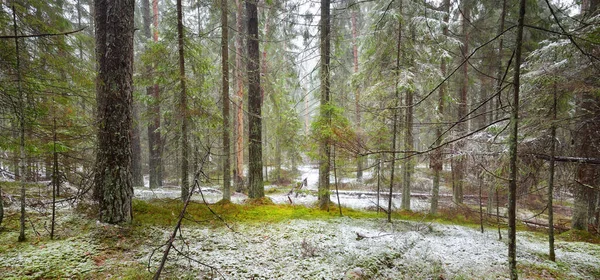Evergreen Dennen Mossige Berkenbomen Een Witte Mist Eerste Sneeuw Het — Stockfoto
