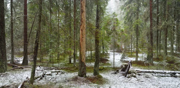 Evergreen Dennen Mossige Berkenbomen Een Witte Mist Eerste Sneeuw Het — Stockfoto