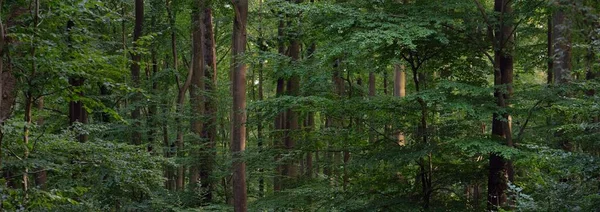 Floresta Faia Misteriosa Escura Árvores Fortes Luz Solar Através Dos — Fotografia de Stock