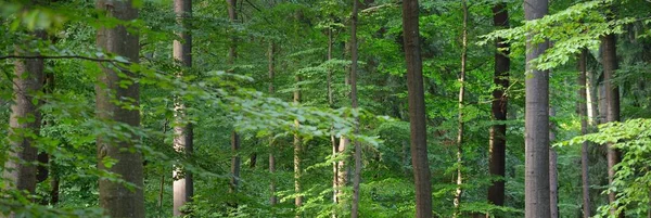 Misteriosa Foresta Faggi Alberi Possenti Luce Del Sole Attraverso Tronchi — Foto Stock