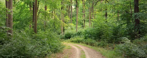 Landstraße Pfad Durch Die Hügel Des Grünen Buchenwaldes Mächtige Bäume — Stockfoto