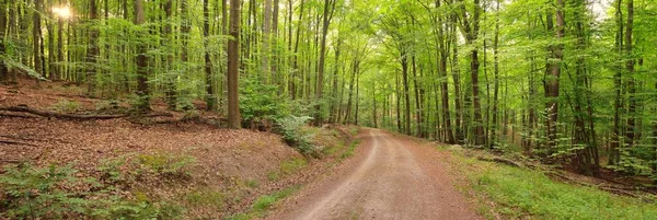 지나는 나무들 대기의 라인란트 생태학 생태관광 — 스톡 사진