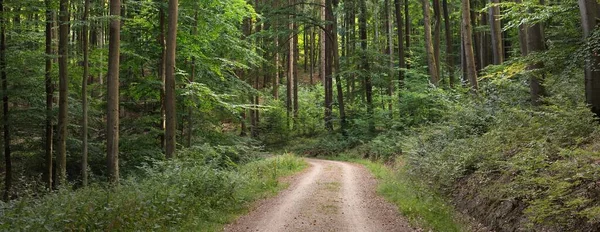 Сільська Дорога Стежка Через Пагорби Темного Букового Лісу Могутні Дерева — стокове фото