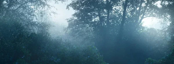 Donker Loofbos Bij Zonsopgang Puur Ochtendzonlicht Zonnestralen Mist Nevel Bomen — Stockfoto