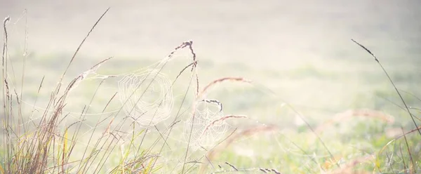 Spinnennetz Pflanzen Tautropfen Morgennebel Bei Sonnenaufgang Nahaufnahme Natürliche Muster Märchenhafte — Stockfoto