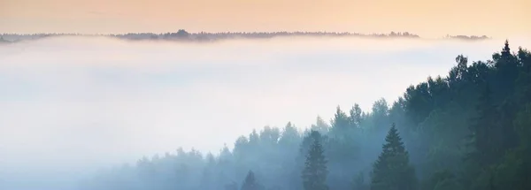 Захватывающий Дух Панорамный Вид Вечнозеленый Сосновый Лес Реку Облаках Утреннего — стоковое фото