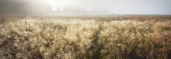 Gün doğumunda orman çayırında. Saf sabah ışığı, güneş ışınları, sis, sis. Altın dikenler yakın plan. Valmiera, Letonya. Atmosferik manzara. Doğa, çevre koruma, ekoloji