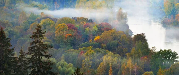 在晨雾的云雾中 空中俯瞰着五彩斑斓的红 黄三色树木的景象 让人叹为观止 美丽的秋天风景 拉脱维亚Sigulda Gauja国家公园 — 图库照片