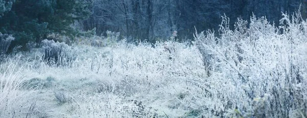 森林草地和被晶莹的白霜覆盖的树木 Idyllic景观 神秘的蓝光 冬天的仙境自然 气候变化 环境保护 — 图库照片