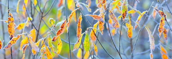 Frozen Plants Young Trees Covered Rime Colorful Green Yellow Golden — Stock Photo, Image