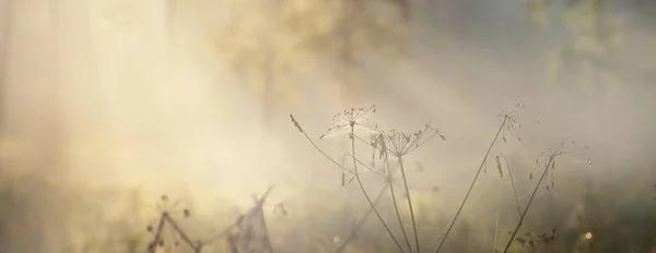 Spindelnät Växter Daggdroppar Morgondimma Vid Soluppgången Närbild Naturligt Mönster Fairy — Stockfoto