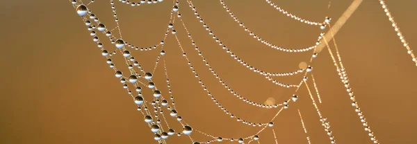 Spindelnät Växter Och Dagg Droppar Närbild Naturligt Mönster Gyllene Bakgrund — Stockfoto