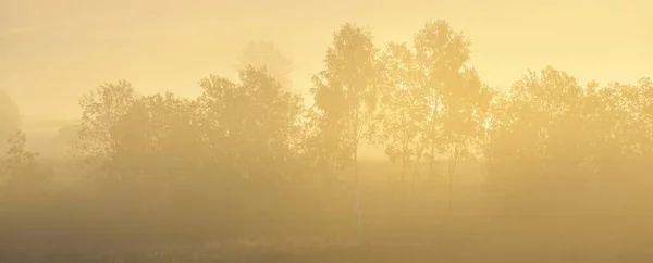 Altın Kır Arazisi Yaprak Döken Orman Güneş Doğarken Sabah Sisi — Stok fotoğraf