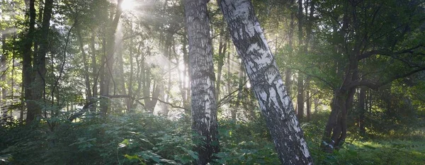 Raios Sol Que Fluem Através Das Bétulas Verdes Beco Num — Fotografia de Stock