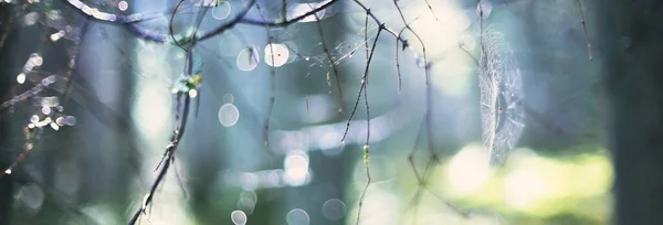 若い緑の木の枝にクモの巣 クローズアップ 霧深い森がぼんやりとぼけている 抽象的なパターン 木々の間から太陽が差し込む フィンランドにおける環境保全 コンセプトアート マクロ写真 — ストック写真