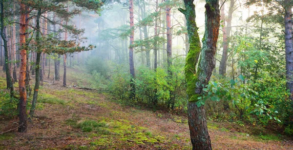 Bosque Pino Perenne Amanecer Niebla Matutina Luz Del Sol Fluye —  Fotos de Stock