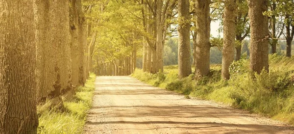 晴朗的夏日 泥泞的乡间小路 穿过绿橡树 柔和的阳光 地面上的阴影田园诗般的乡村风景 生态旅游 自行车 偏远地区 — 图库照片