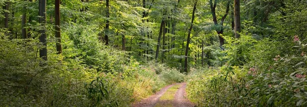 緑のブナ林の丘を通って農村道路 力強い木だ 自然トンネルだ 大気中の夏の風景 ドイツのラインラント 生態学 環境保全 エコツーリズム — ストック写真