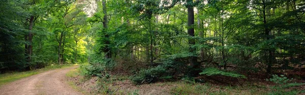 지나는 나무들 대기의 라인란트 생태학 생태관광 — 스톡 사진