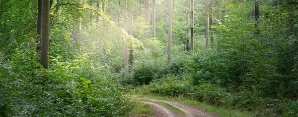 Strada Rurale Sentiero Attraverso Colline Della Verde Faggeta Alberi Possenti — Foto Stock